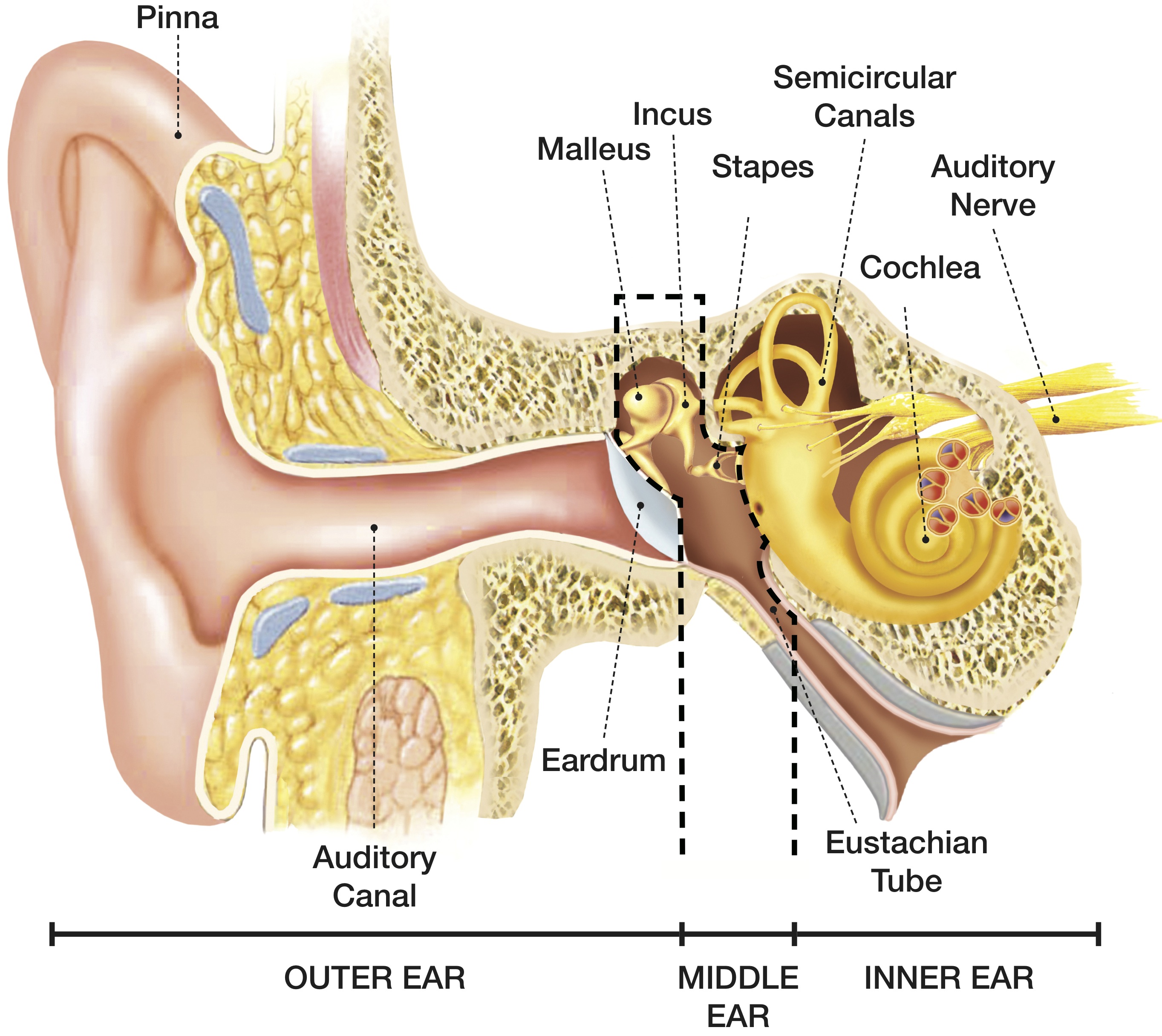 List 101+ Images pictures of the inside of the ear Excellent